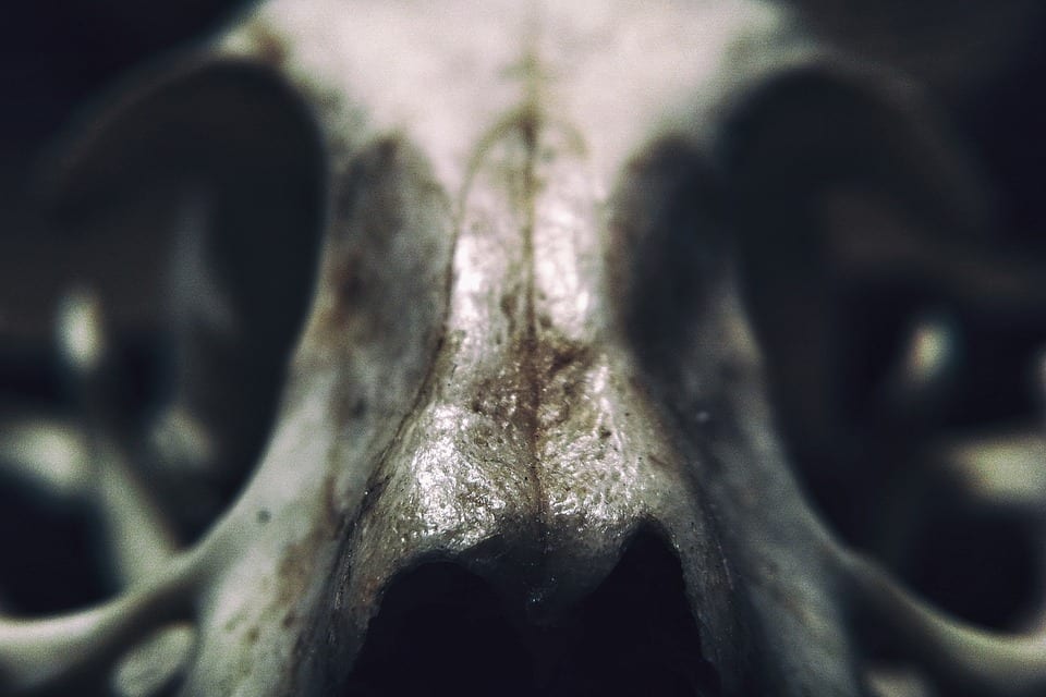 Close-up of scp-087-1 face